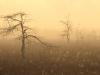 Morning Dew, Everglades National Park, Florida